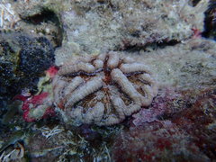 Mycetophyllia