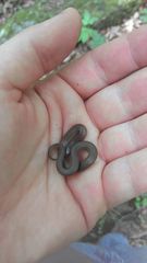 Virginia valeriae elegans