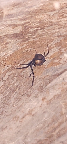 Redback Spider