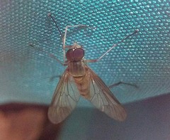 Rhagio
