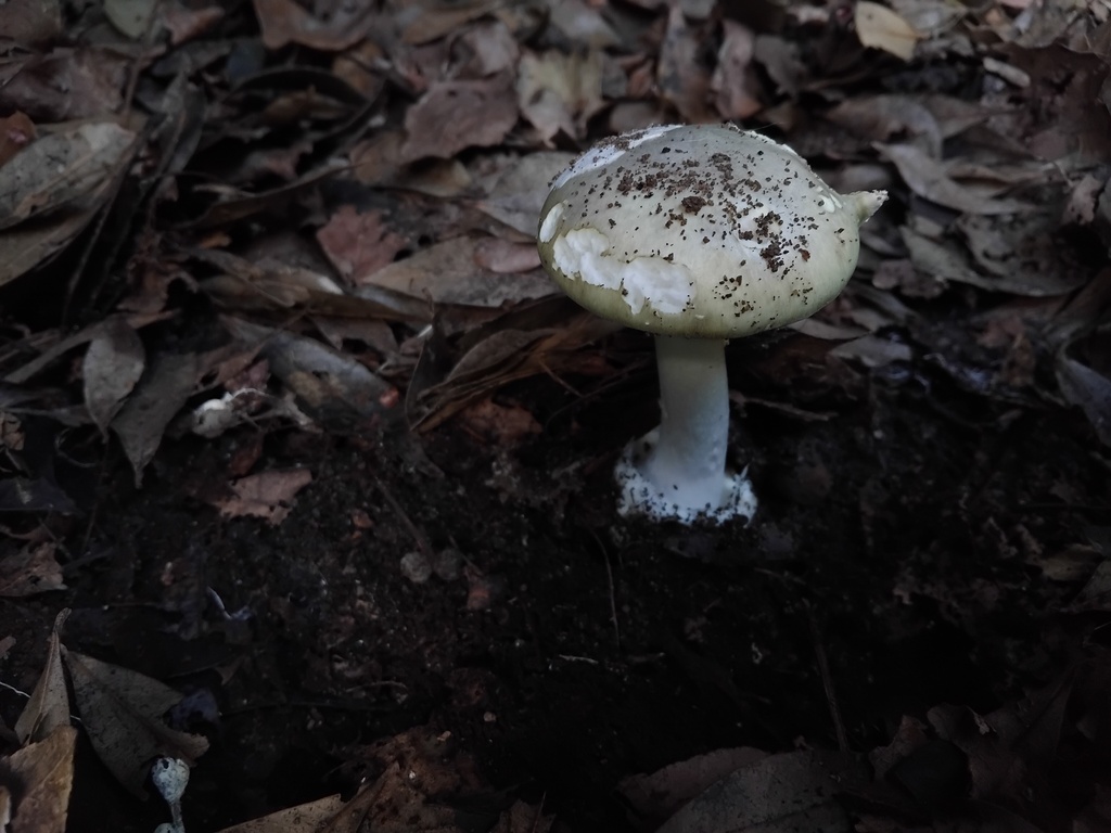 Amanita phalloides · May 2025 · photo: © sofiazed1 (iNaturalist, cc-by)