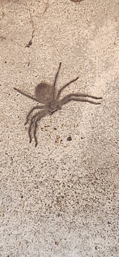 Silver-spotted Huntsman