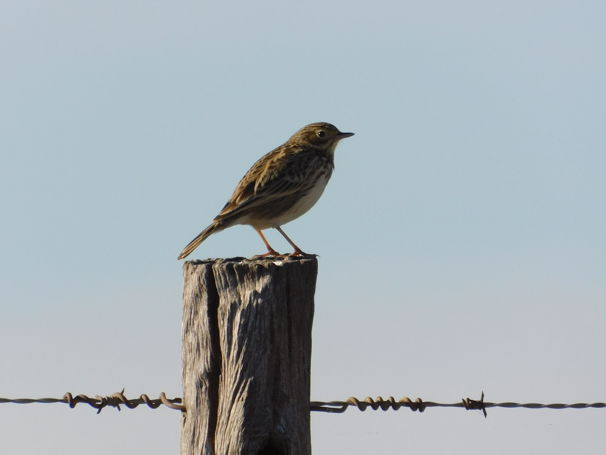 Short-billed Pipit (Anthus furcatus), photo 4