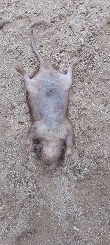 Tropical Pocket Gopher (Geomys tropicalis)