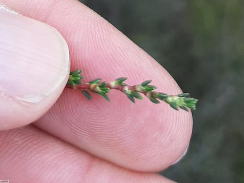 Cliffortia ericifolia, photograph 5