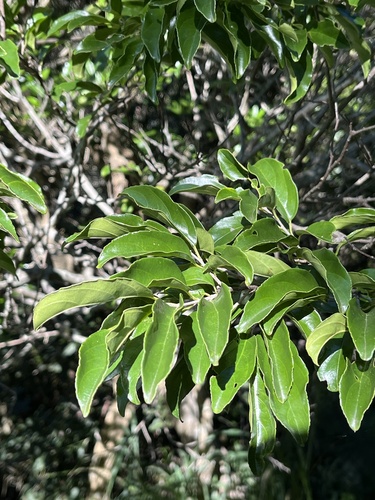 Dallachya vitiensis observed 2025-06-08