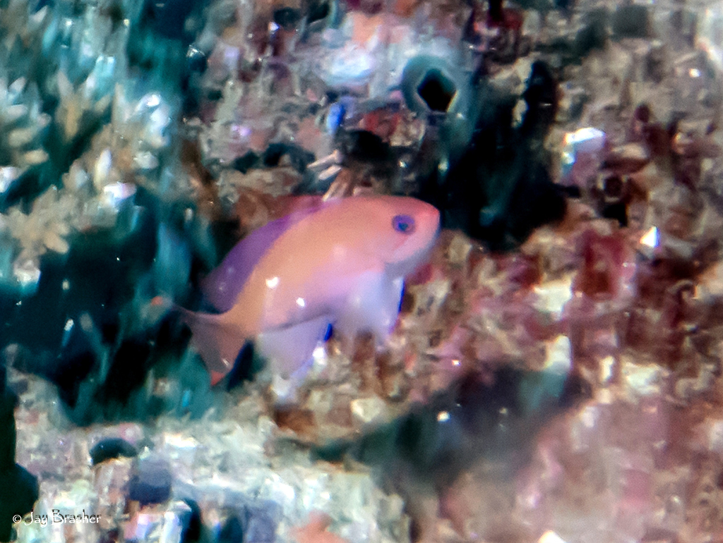 Pink basslet