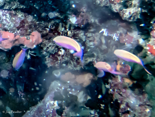 Pseudanthias bicolor observed 2025-03-03