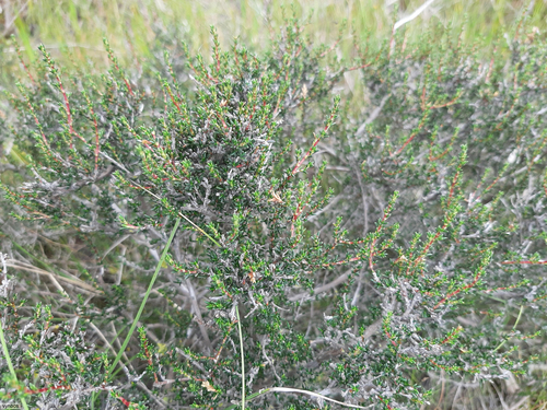 Cliffortia ericifolia, photograph 4
