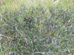 Cliffortia ericifolia
