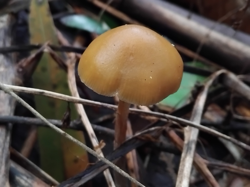 Psilocybe subaeruginosa · May 2025 · photo: © sofiazed1 (iNaturalist, cc-by)
