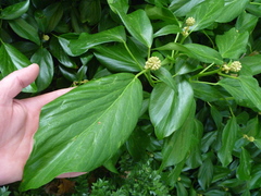 Hedera colchica