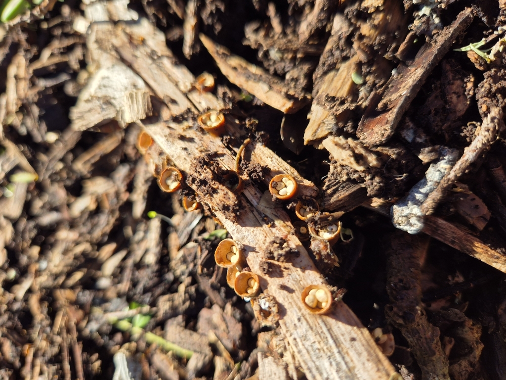 Crucibulum simile · June 2025 · photo: © rempson (iNaturalist, cc-by)