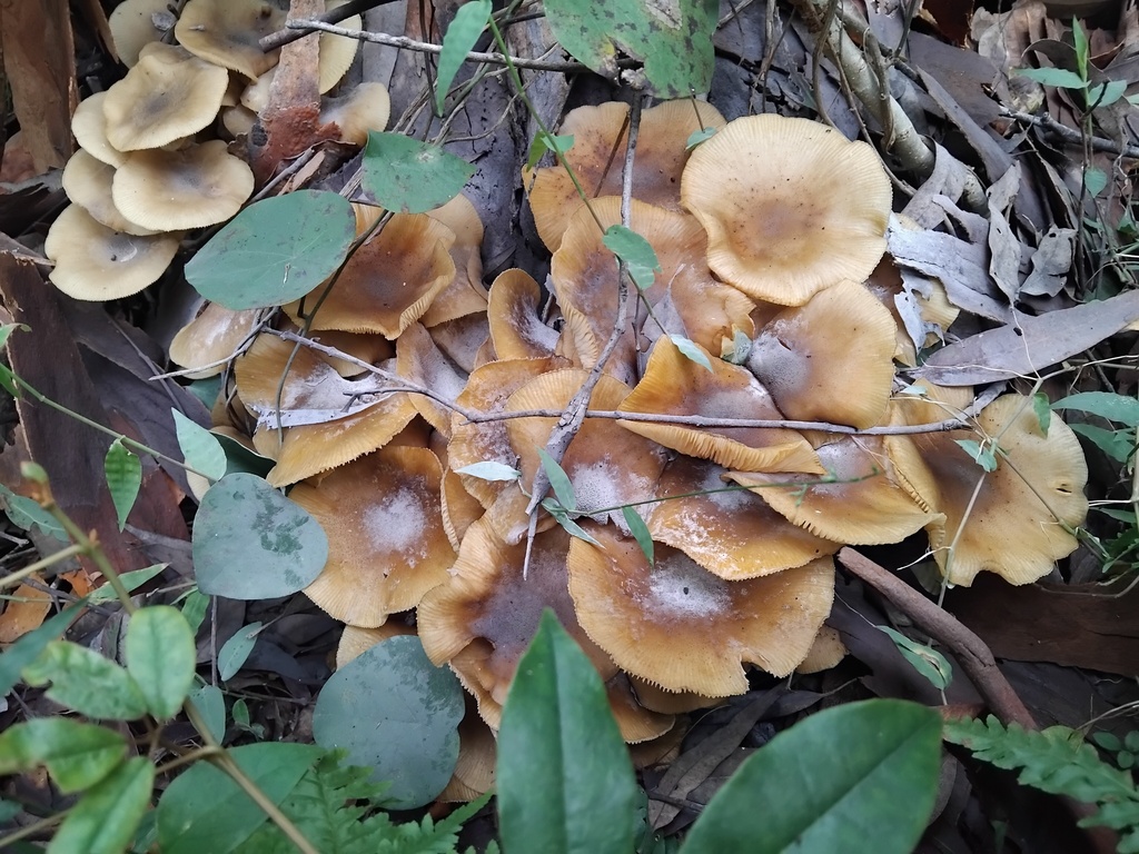 Armillaria luteobubalina · May 2025 · photo: © sofiazed1 (iNaturalist, cc-by)