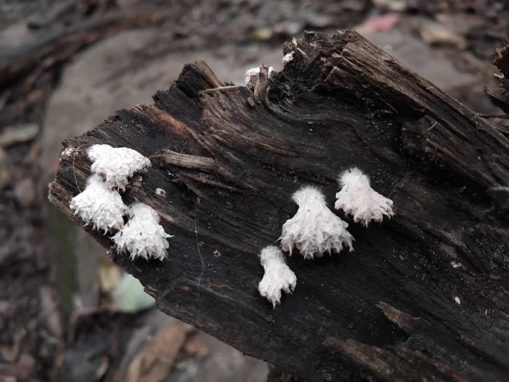 Schizophyllum commune · May 2025 · photo: © sofiazed1 (iNaturalist, cc-by)