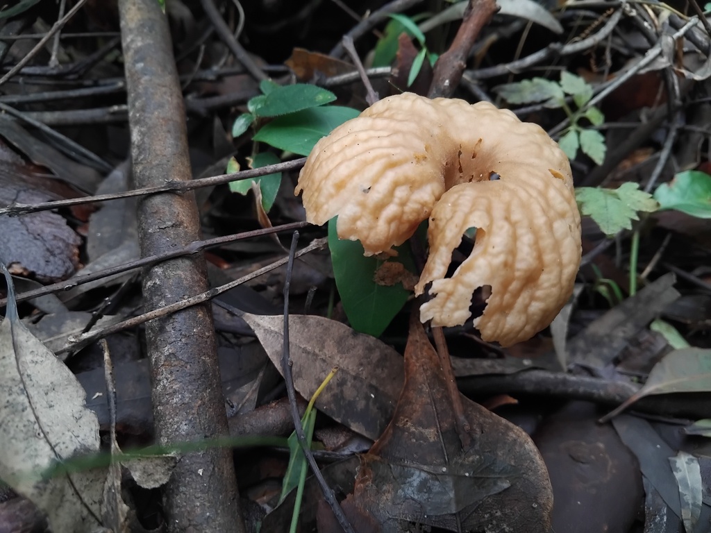 Collybia kurara · May 2025 · photo: © sofiazed1 (iNaturalist, cc-by)