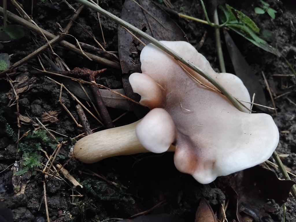 Omphalotus nidiformis · May 2025 · photo: © sofiazed1 (iNaturalist, cc-by)