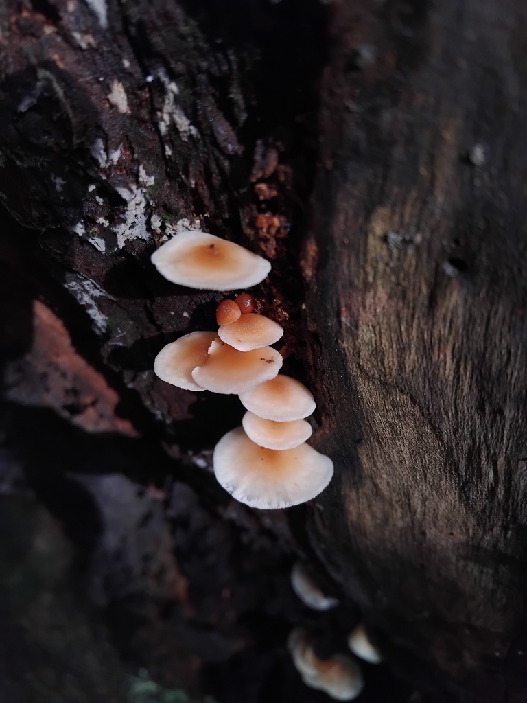 Rhodocollybia eucalyptorum · May 2025 · photo: © sofiazed1 (iNaturalist, cc-by)