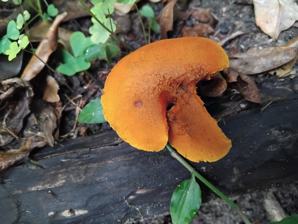Gymnopilus ferruginosus · May 2025 · photo: © sofiazed1 (iNaturalist, cc-by)