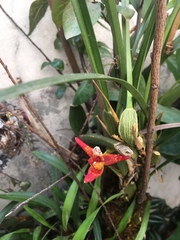 Maxillaria tenuifolia