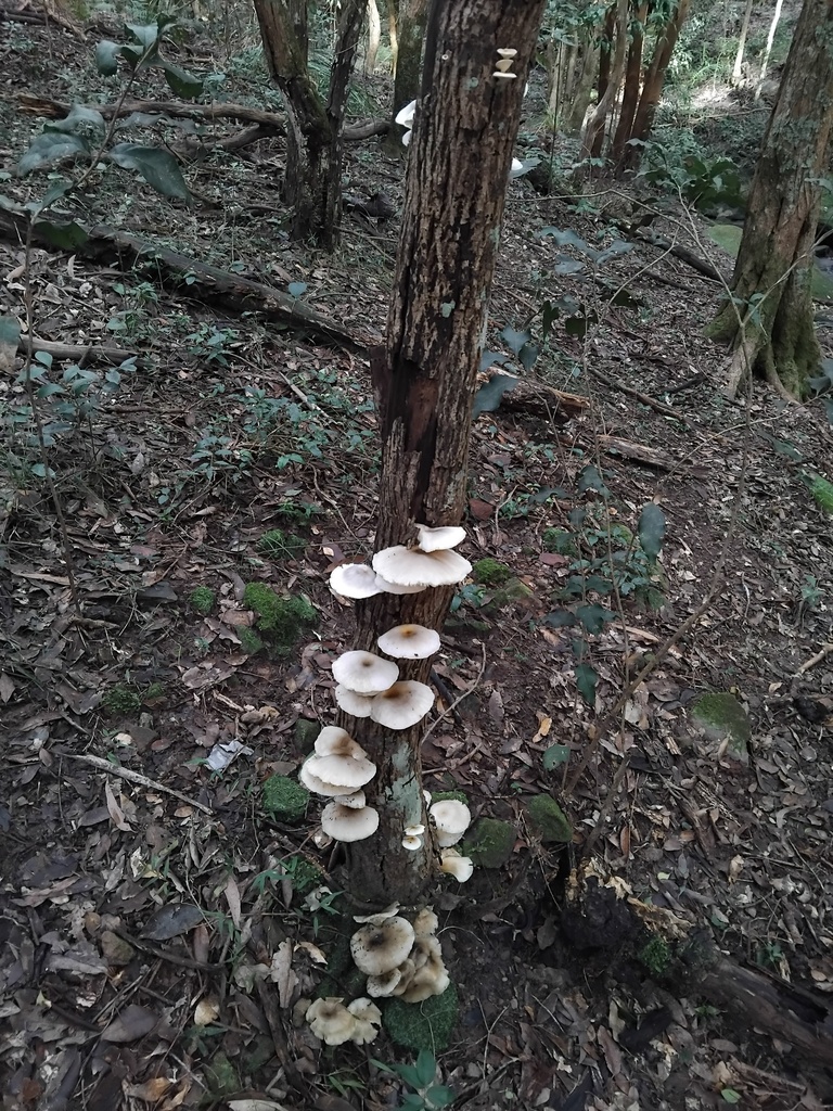 Omphalotus nidiformis · May 2025 · photo: © sofiazed1 (iNaturalist, cc-by)