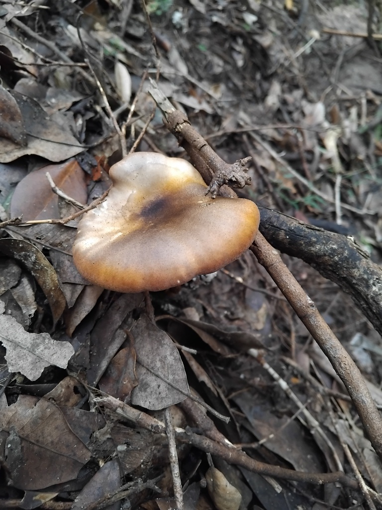 Omphalotus nidiformis · May 2025 · photo: © sofiazed1 (iNaturalist, cc-by)