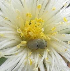 Urodontinae