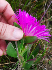 Lampranthus stipulaceus