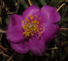 Anacampseros telephiastrum