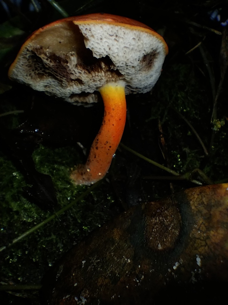 Tylopilus balloui · May 2025 · photo: © sofiazed1 (iNaturalist, cc-by)