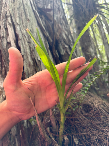 Cyrtopodium punctatum, photograph 5