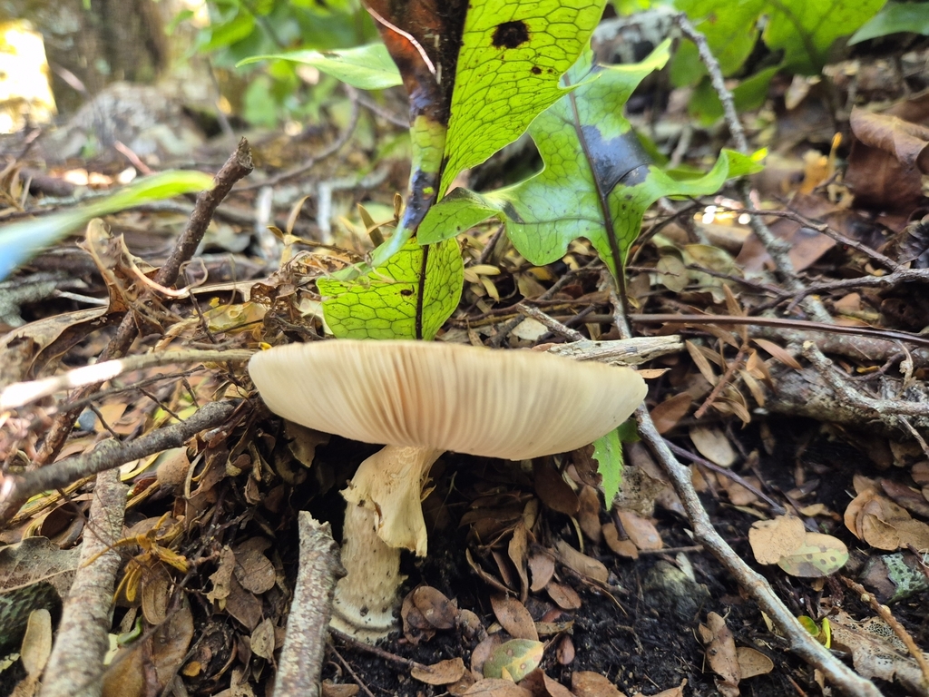 Amanita nothofagi · June 2025 · photo: © rempson (iNaturalist, cc-by)