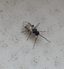 Cotesia