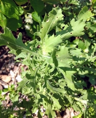 Rayjacksonia phyllocephala