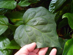 Hedera colchica