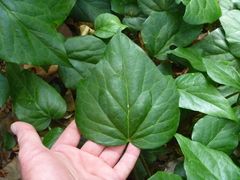 Hedera colchica