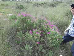 Lampranthus stipulaceus
