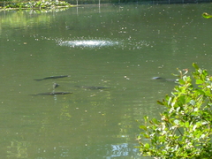 Cyprinus carpio
