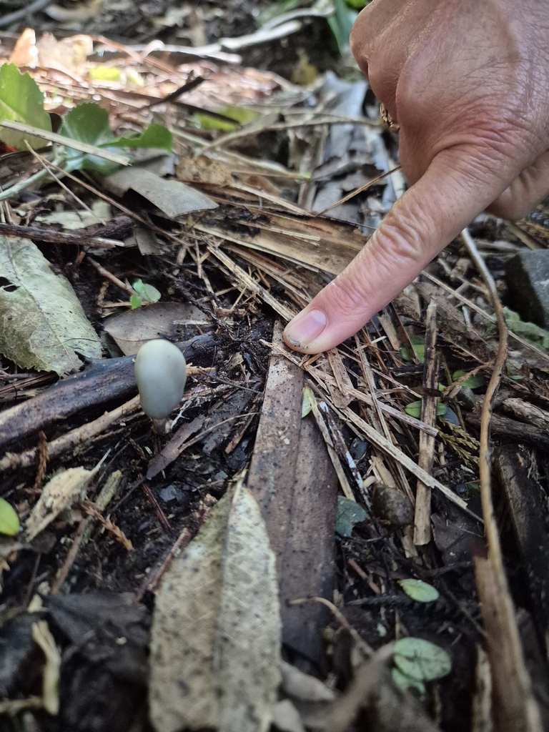 Psilocybe weraroa · June 2025 · photo: © rempson (iNaturalist, cc-by)