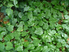 Hedera colchica