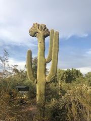 Carnegiea gigantea