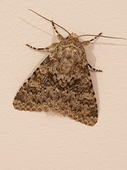 Polymixis flavicincta