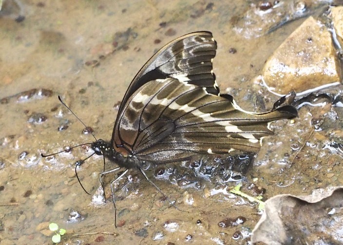 Lime Swallowtails & Allies