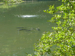 Cyprinus carpio