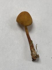 Mycena strobilinoidea