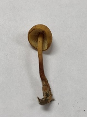 Mycena strobilinoidea
