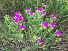 Lampranthus stipulaceus