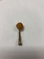 Mycena strobilinoidea