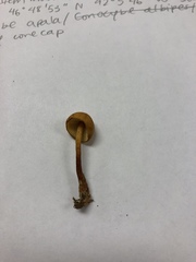 Mycena strobilinoidea