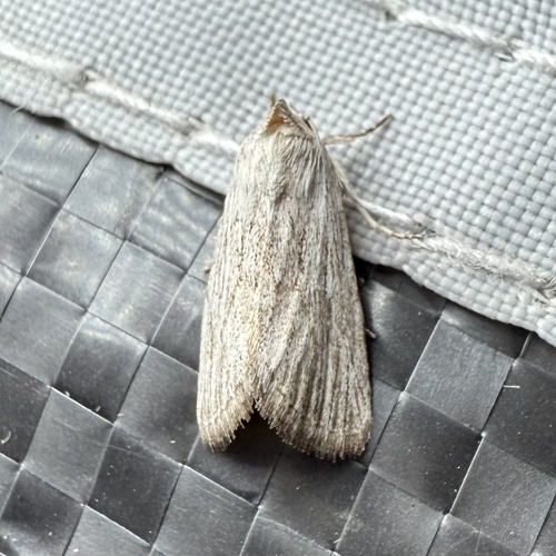 Fine-lined Sallow photo 5